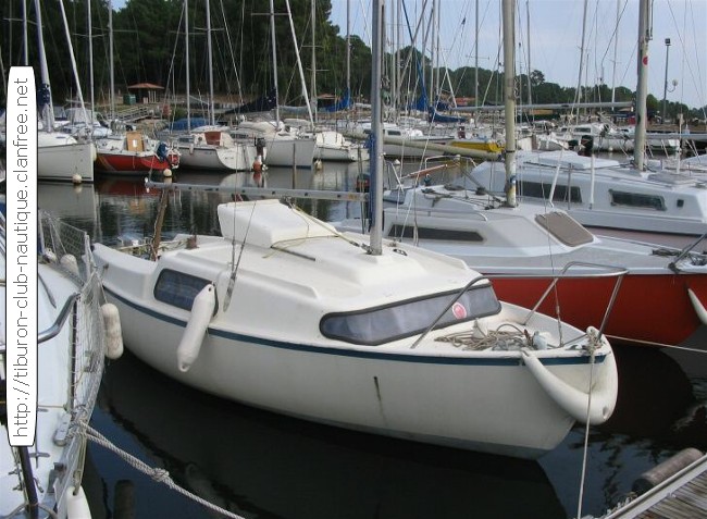 Tiburon biquille